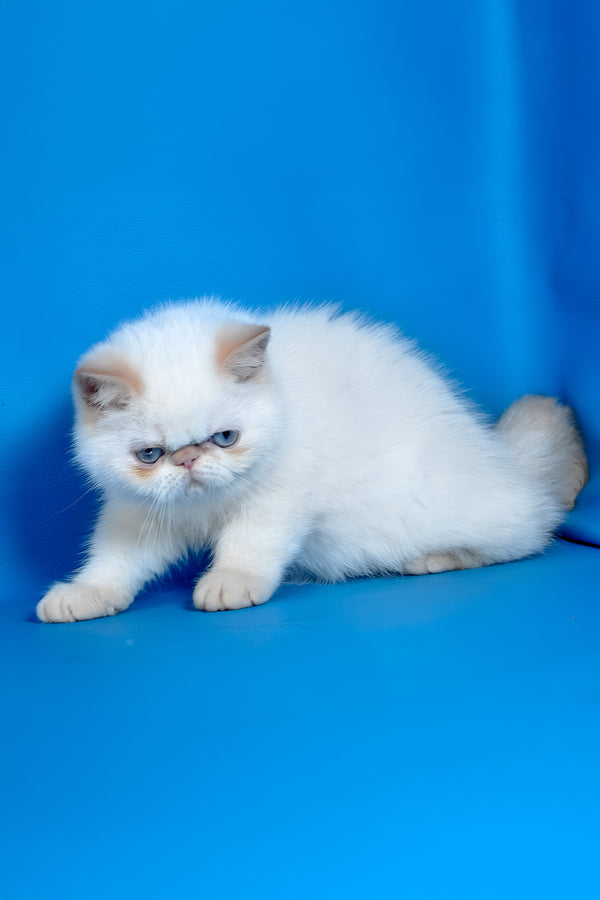Leon | Exotic Shorthair Kitten