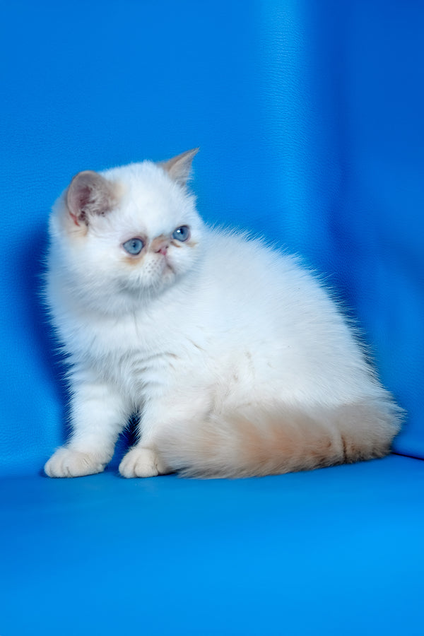 Leon | Exotic Shorthair Kitten