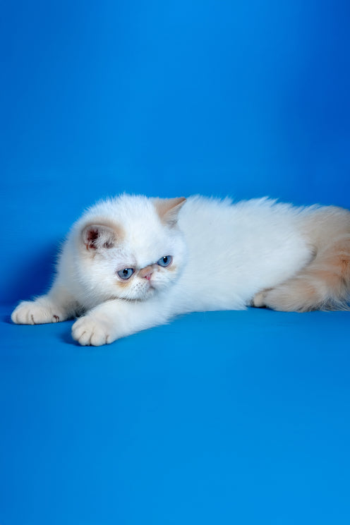 Leon | Exotic Shorthair Kitten