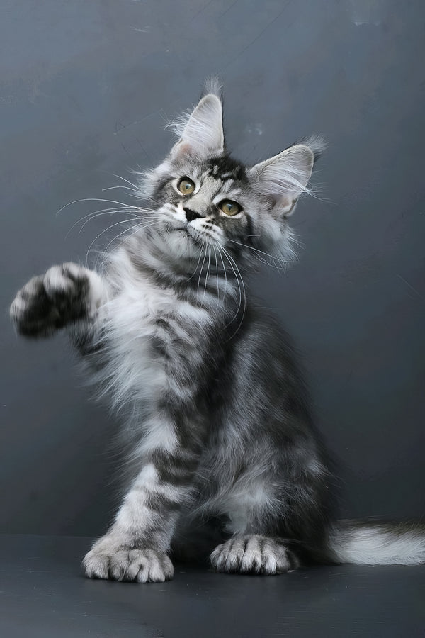 Leon | Polydactyl Maine Coon Kitten