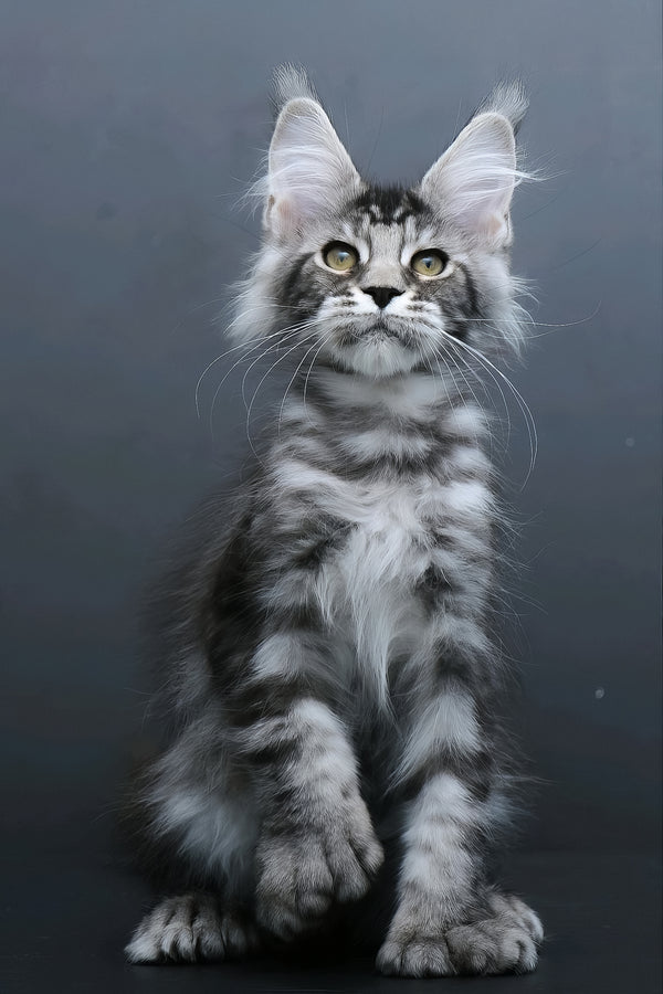Leon | Polydactyl Maine Coon Kitten