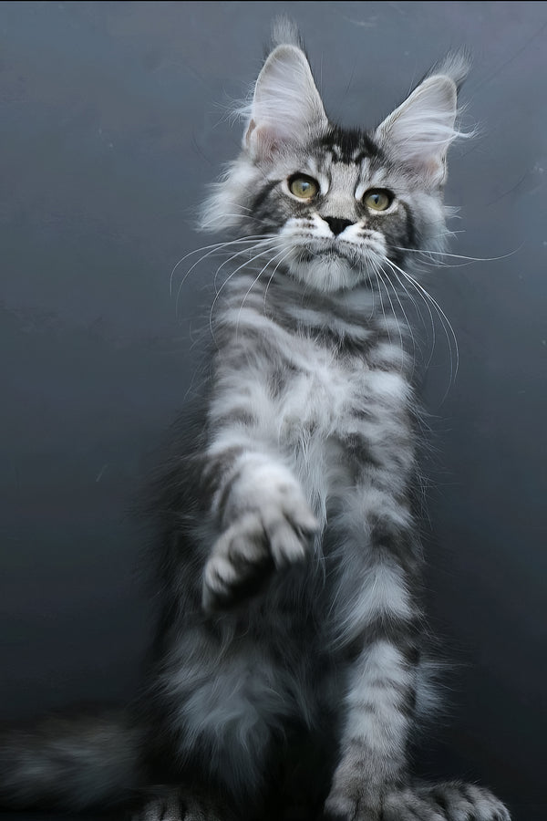 Leon | Polydactyl Maine Coon Kitten