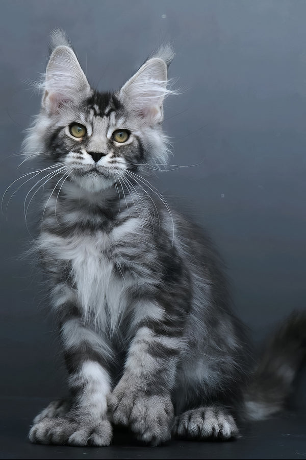 Leon | Polydactyl Maine Coon Kitten
