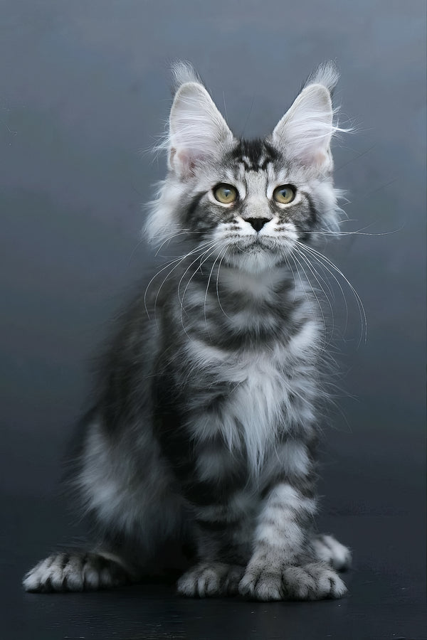Leon | Polydactyl Maine Coon Kitten