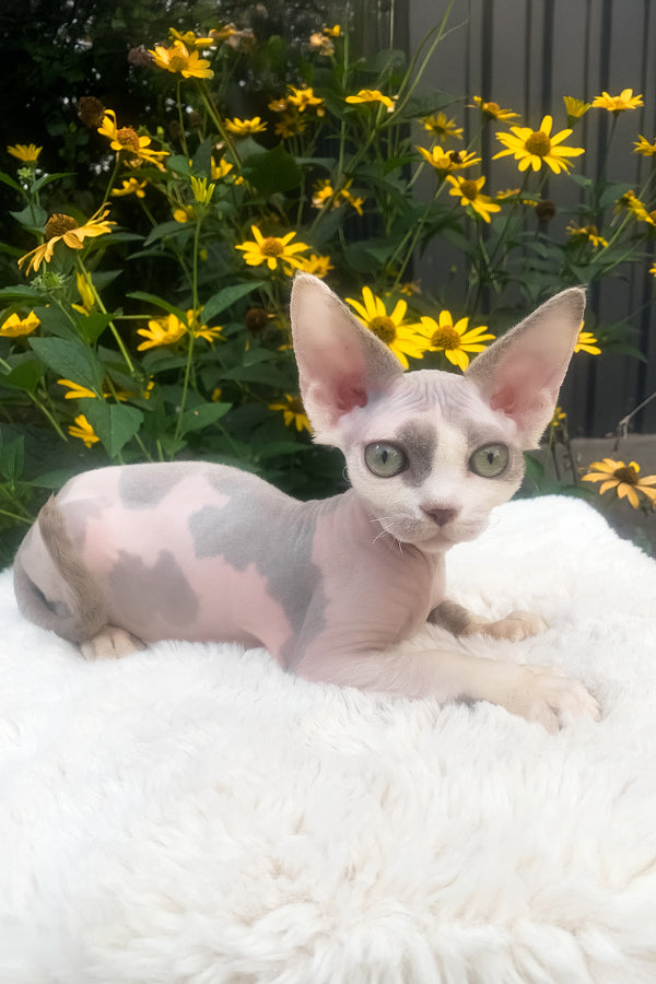 Leonardo | Devon Rex Kitten