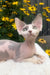 Leonardo | Devon Rex Kitten