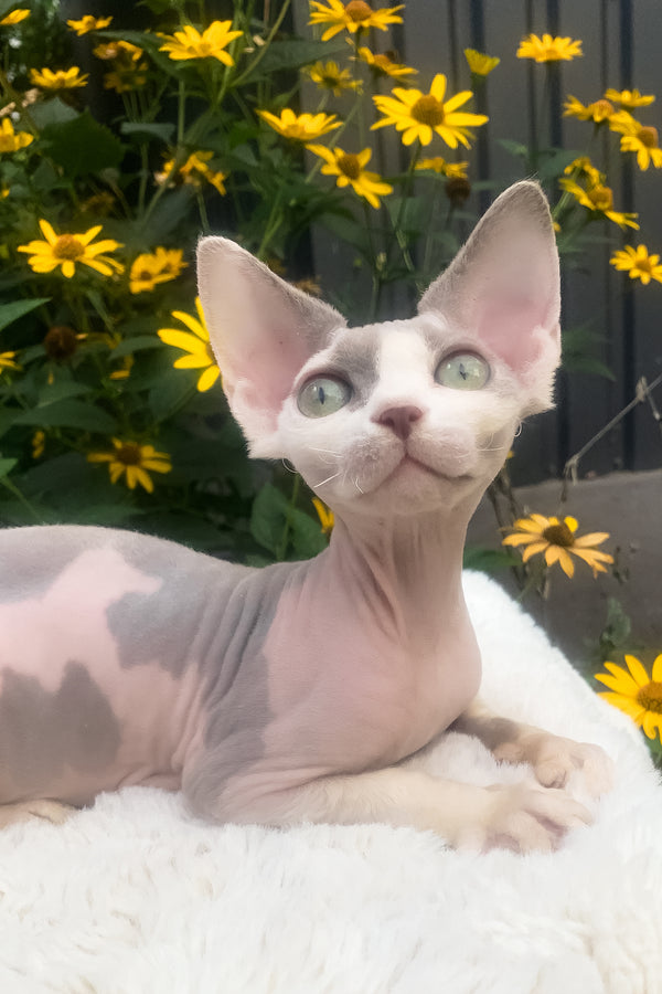 Leonardo | Devon Rex Kitten
