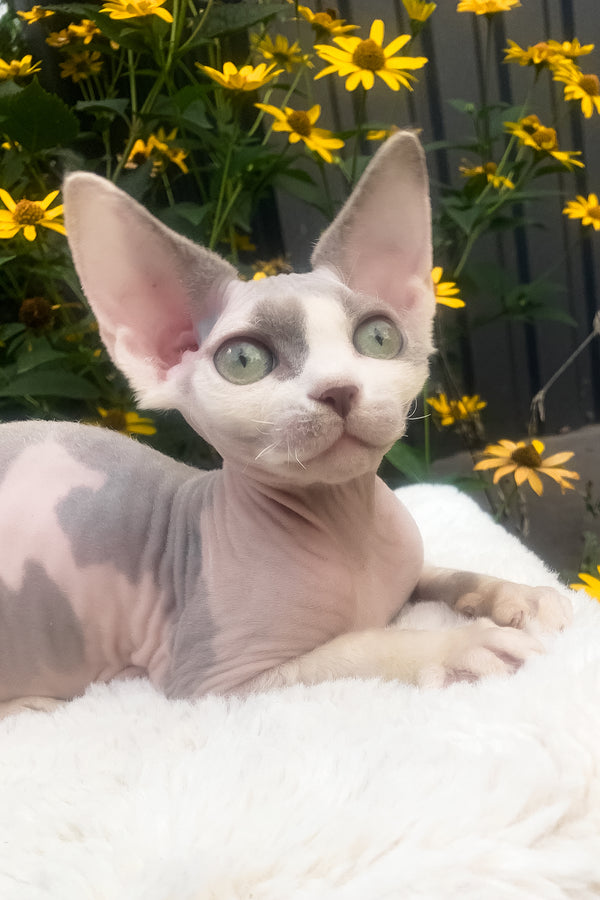 Leonardo | Devon Rex Kitten