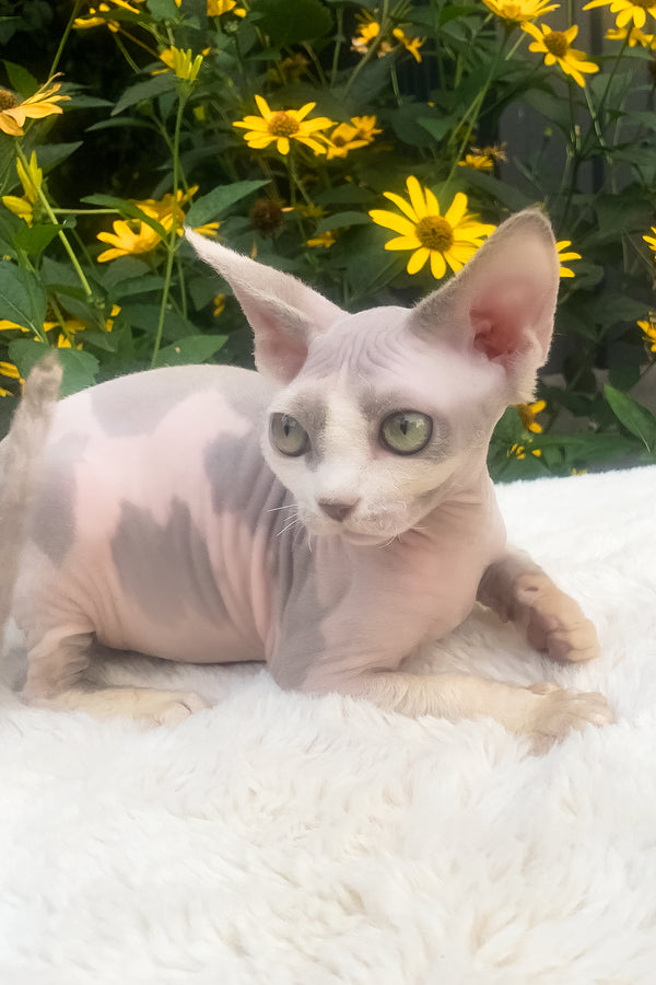 Leonardo | Devon Rex Kitten