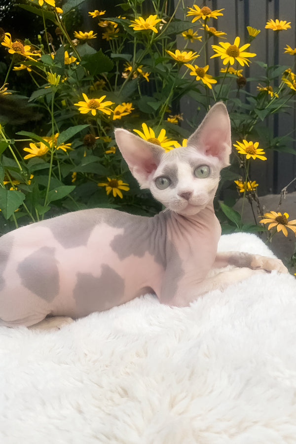 Leonardo | Devon Rex Kitten