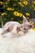 Leonardo | Devon Rex Kitten