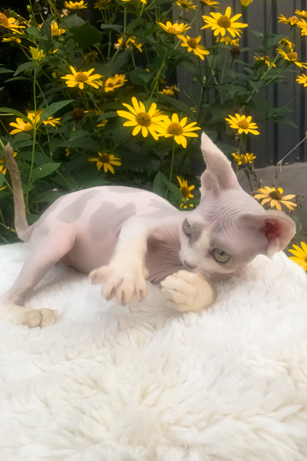 Leonardo | Devon Rex Kitten