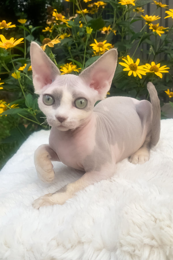 Leonardo | Devon Rex Kitten