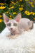 Leonardo | Devon Rex Kitten