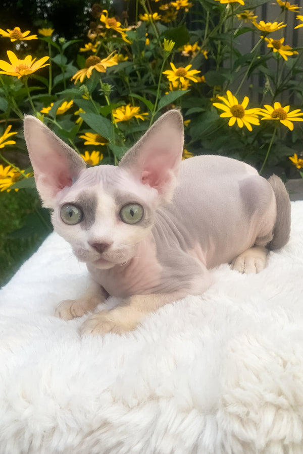 Leonardo | Devon Rex Kitten