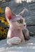 Leonardo | Devon Rex Kitten