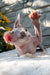 Leonardo | Devon Rex Kitten