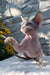 Leonardo | Devon Rex Kitten