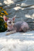 Leonardo | Devon Rex Kitten