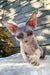 Leonardo | Devon Rex Kitten