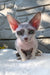 Leonardo | Devon Rex Kitten