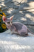 Leonardo | Devon Rex Kitten