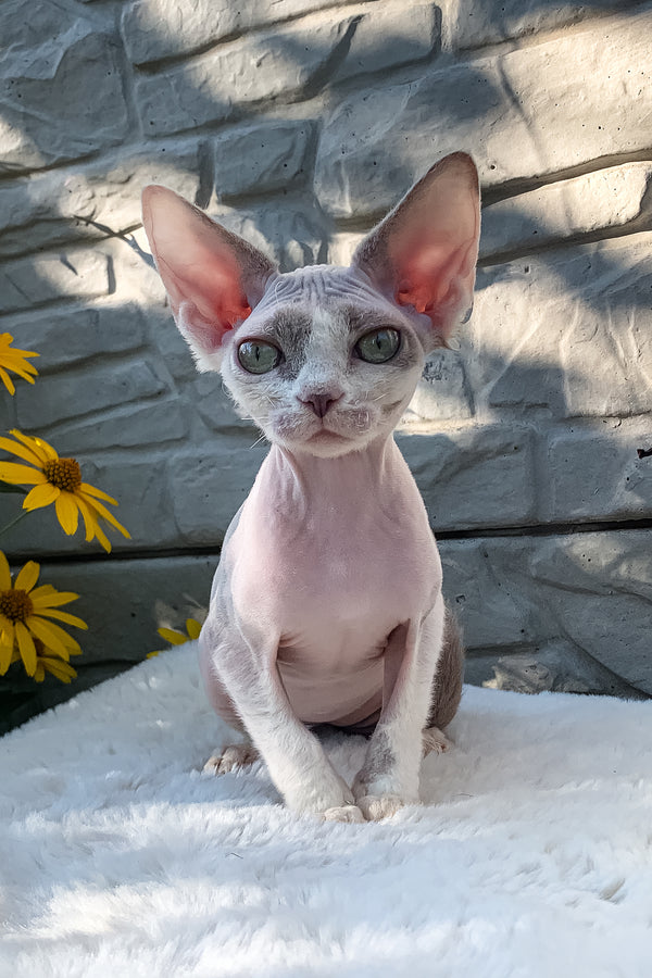Leonardo | Devon Rex Kitten