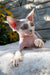 Leonardo | Devon Rex Kitten