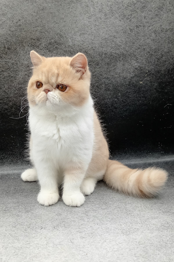 Lesay | Exotic Shorthair Kitten