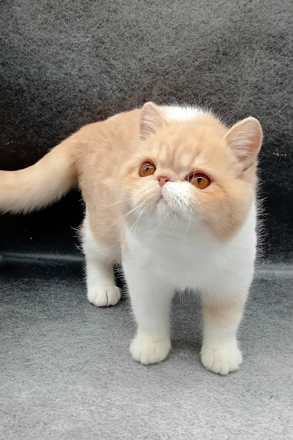 Lesay | Exotic Shorthair Kitten