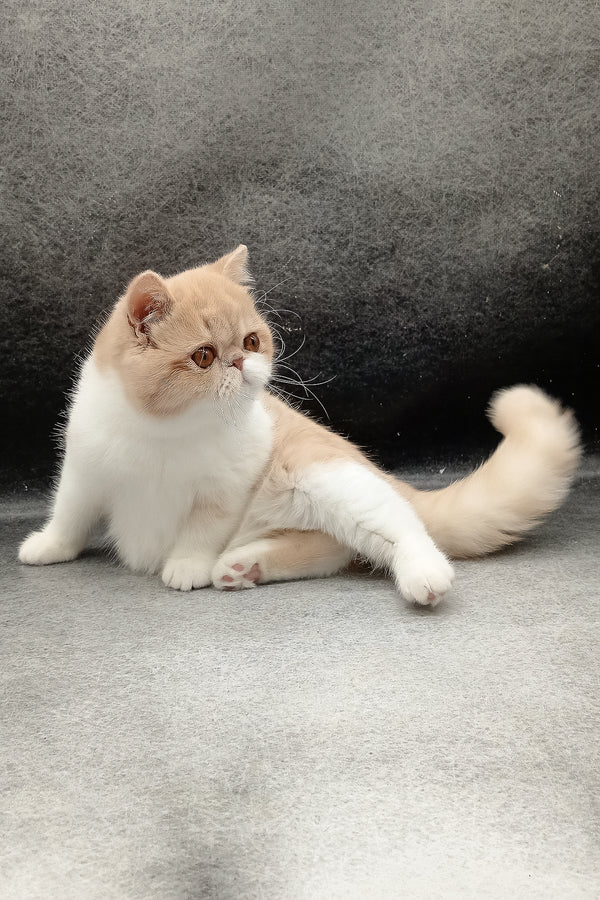 Lesay | Exotic Shorthair Kitten