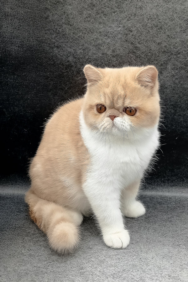 Lesay | Exotic Shorthair Kitten
