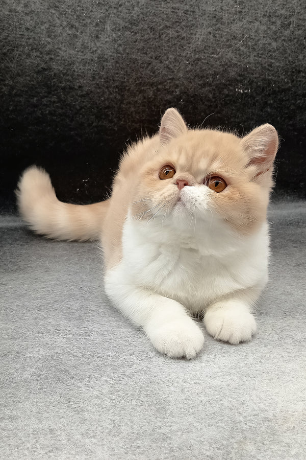 Lesay | Exotic Shorthair Kitten