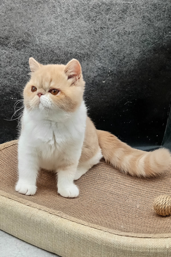 Lesay | Exotic Shorthair Kitten