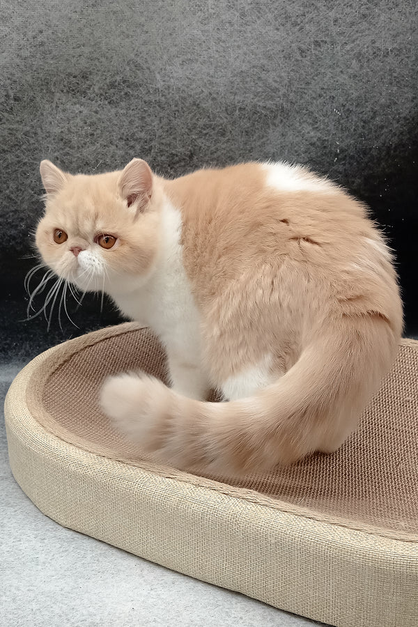 Lesay | Exotic Shorthair Kitten