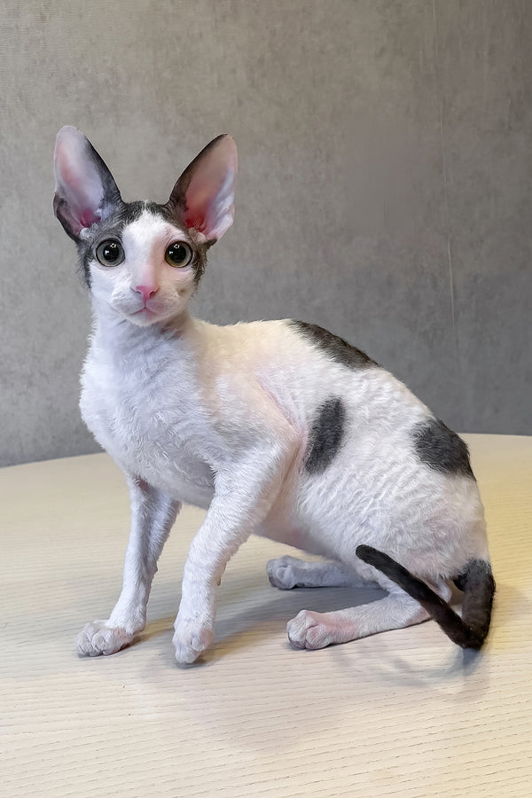 Levko | Cornish Rex Kitten