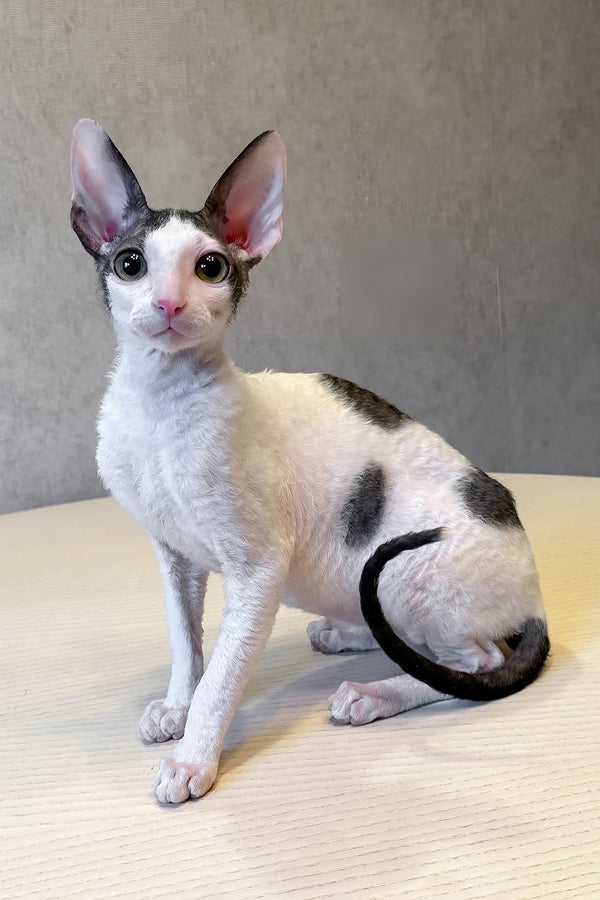 Levko | Cornish Rex Kitten