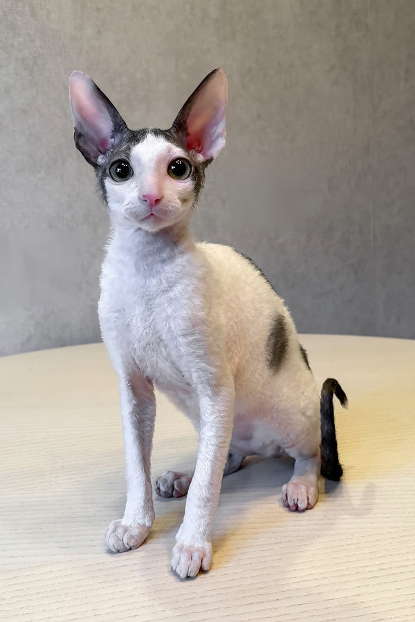 Levko | Cornish Rex Kitten