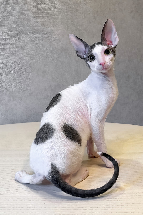 Levko | Cornish Rex Kitten