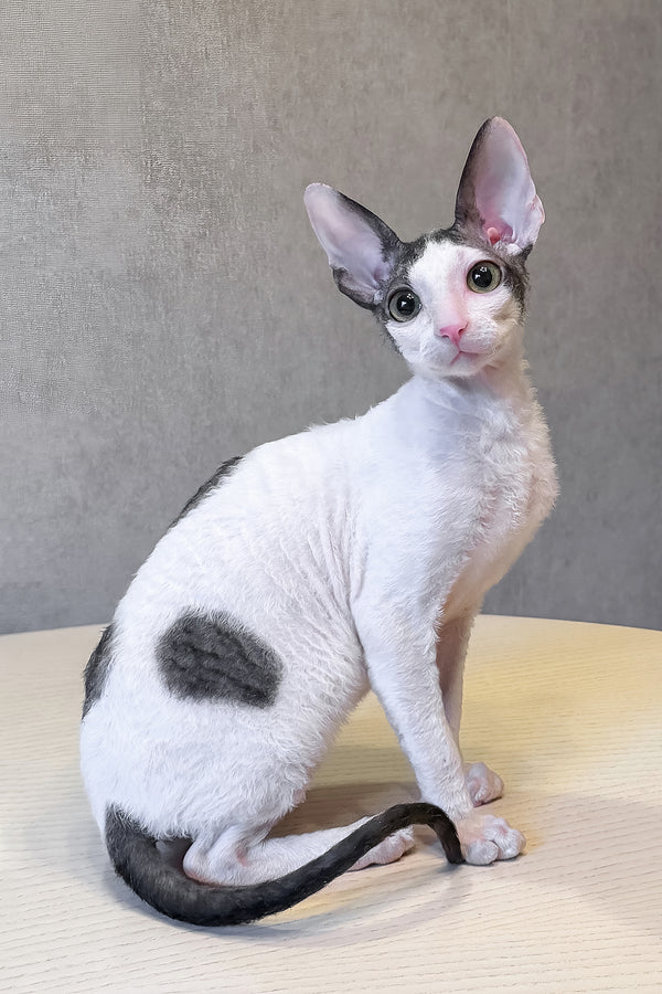 Levko | Cornish Rex Kitten