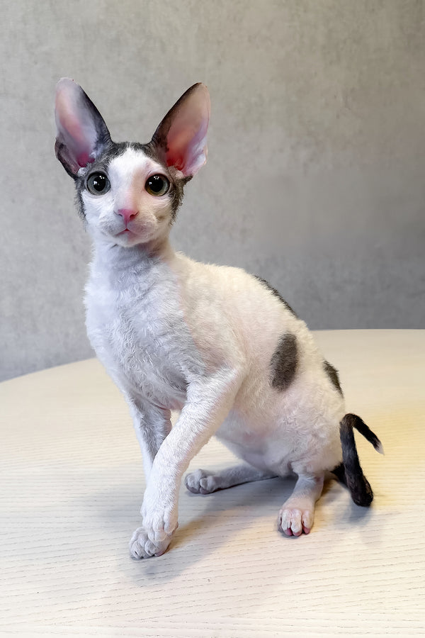 Levko | Cornish Rex Kitten