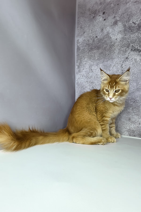 Lex maine coon kitten fluffy orange ticked tabby with green eyes and bushy tail against textured gray wall