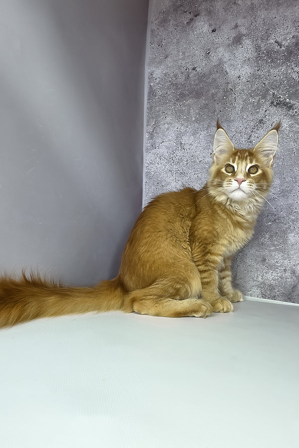 A fluffy ginger maine coon kitten with striking green eyes and long bushy tail against a textured gray backdrop