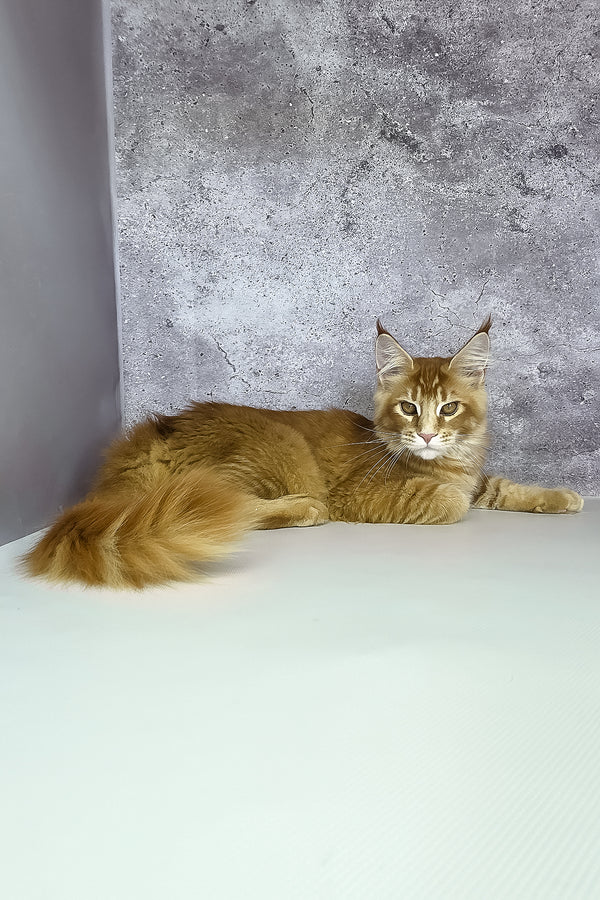 Lex maine coon kitten fluffy orange ticked tabby with green eyes and bushy tail against gray backdrop lounging