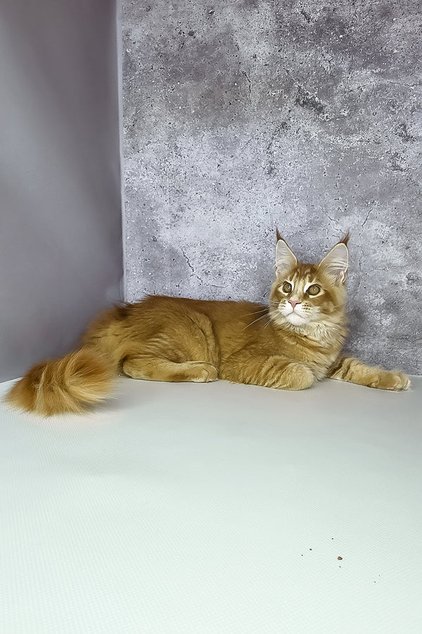 Lex maine coon kitten with fluffy orange ticked tabby fur and green eyes lounges against a gray wall showcasing purebred kitties