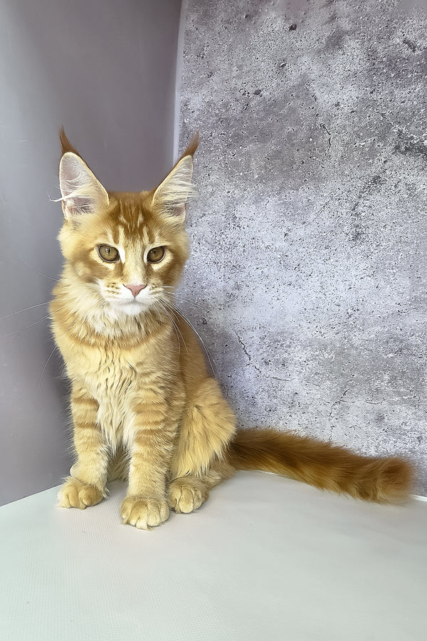 Lex maine coon kitten is a fluffy orange ticked tabby with green eyes, a purebred kitty sitting by a gray wall