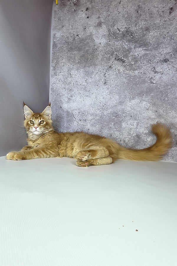 Lex maine coon kitten fluffy orange ticked tabby with green eyes lounging against gray backdrop purebred kitties