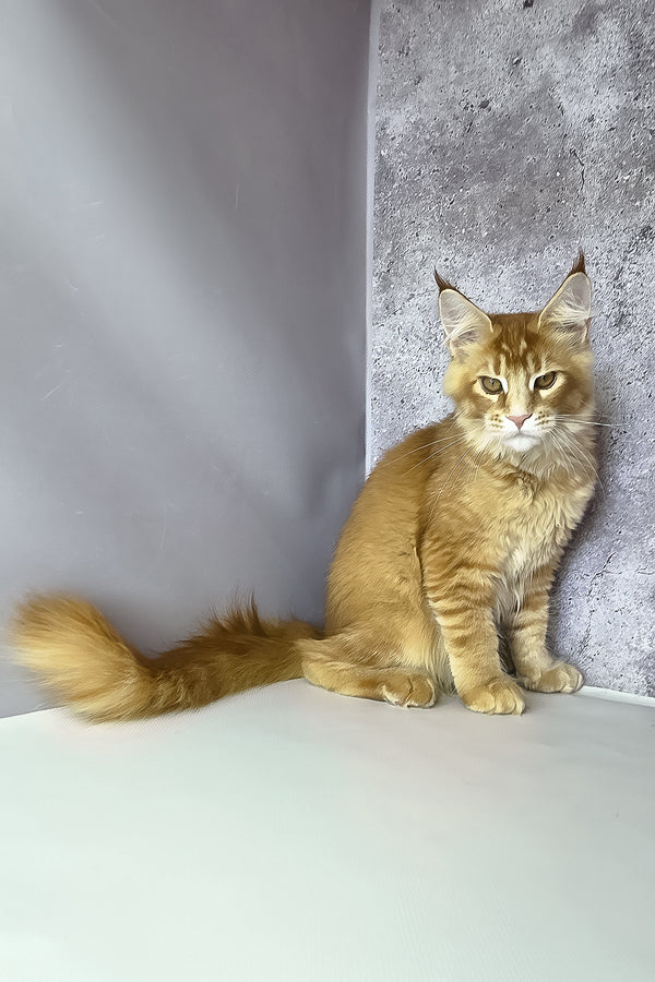 Lex maine coon kitten is a fluffy orange ticked tabby with striking green eyes and pointed ears against gray wall