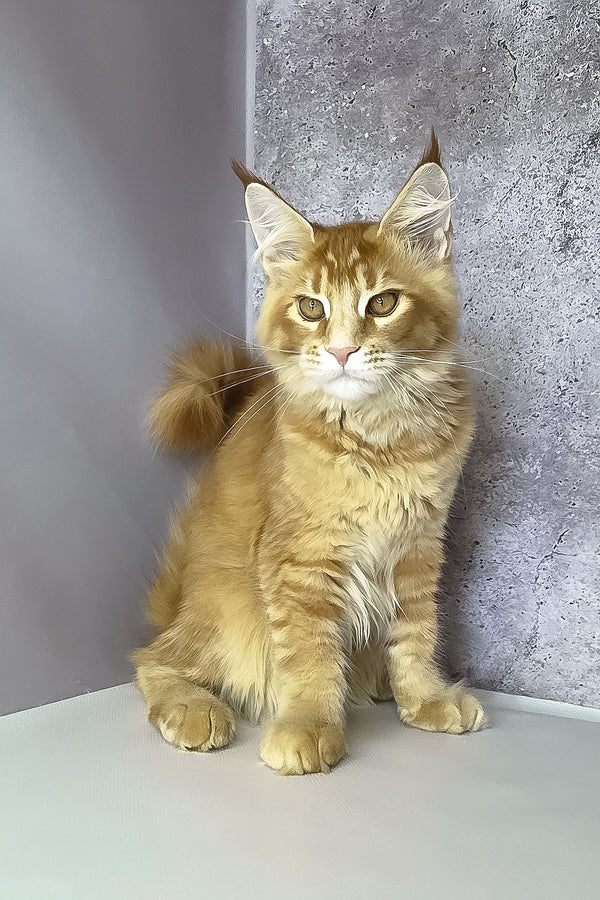 A fluffy orange ticked tabby maine coon kitten with green eyes and bushy tail sitting against a gray wall