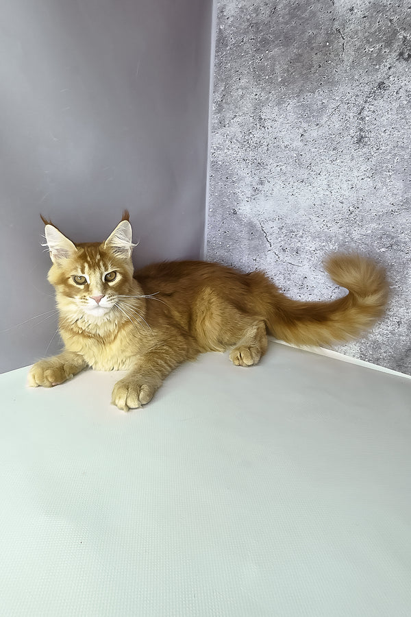 Lex maine coon kitten with fluffy orange ticked tabby fur and white markings on chest paws and face, purebred kitties